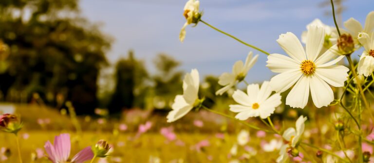 Flores locales y de temporada en Floristería Israel Santana
